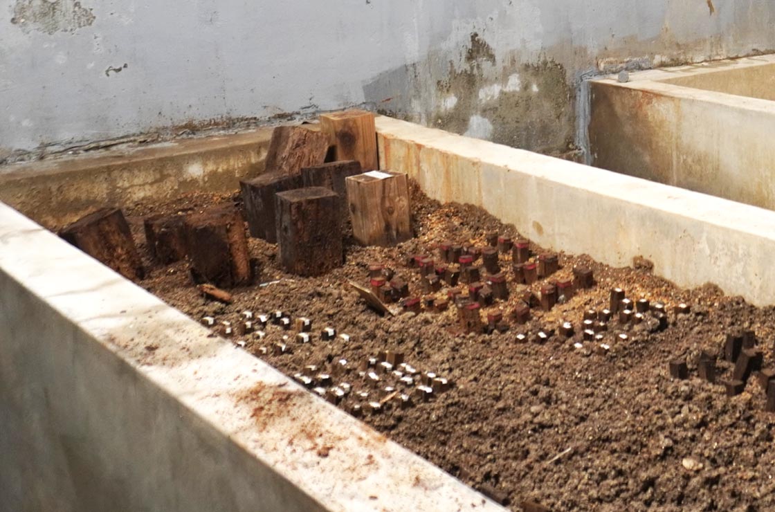 ファンガスセラー試験室