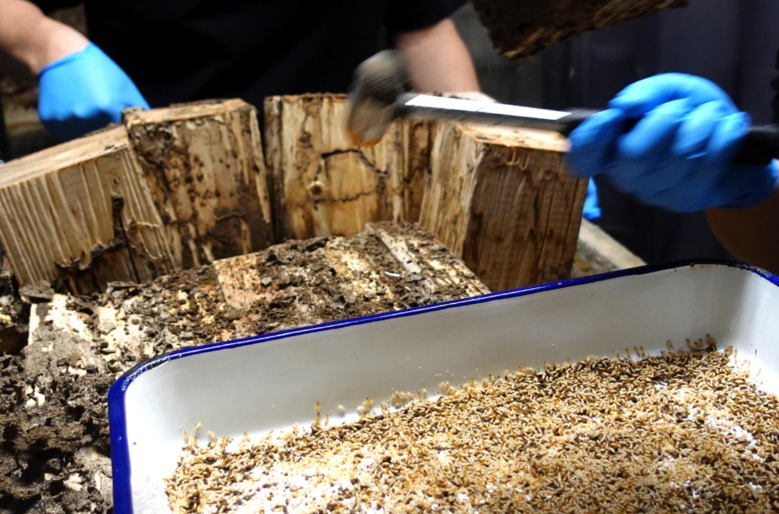 シロアリ飼育室