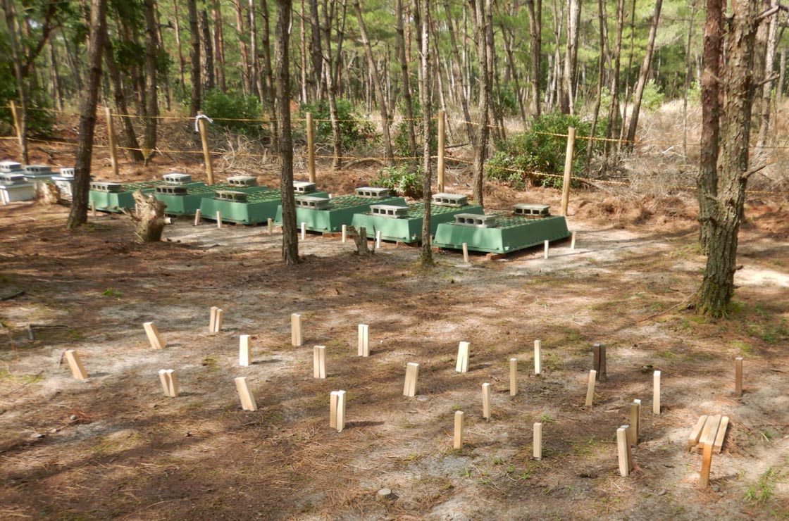 吹上鹿児島試験地