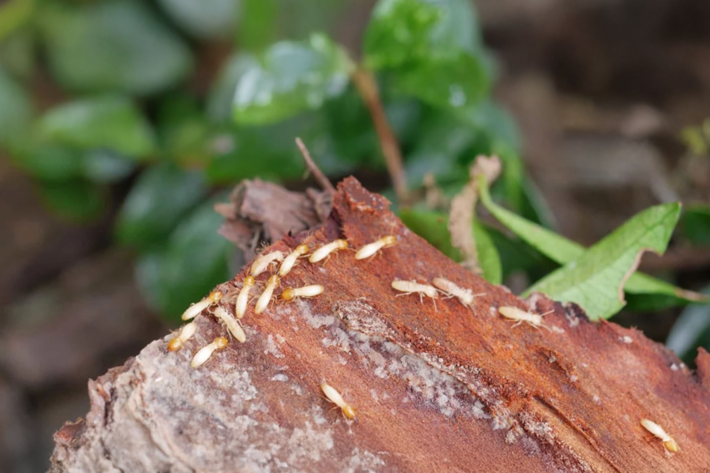 しろありが湿った木材に集まってきている写真