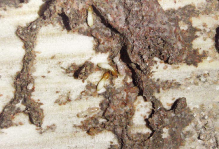 シロアリが木材を食害している写真