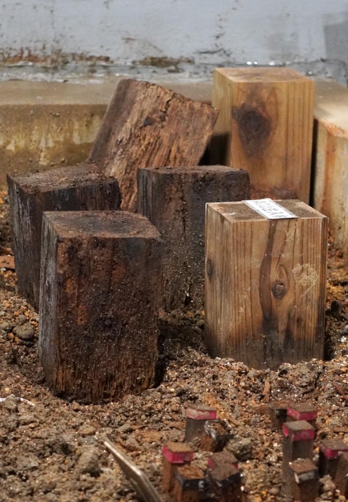 食害された木材