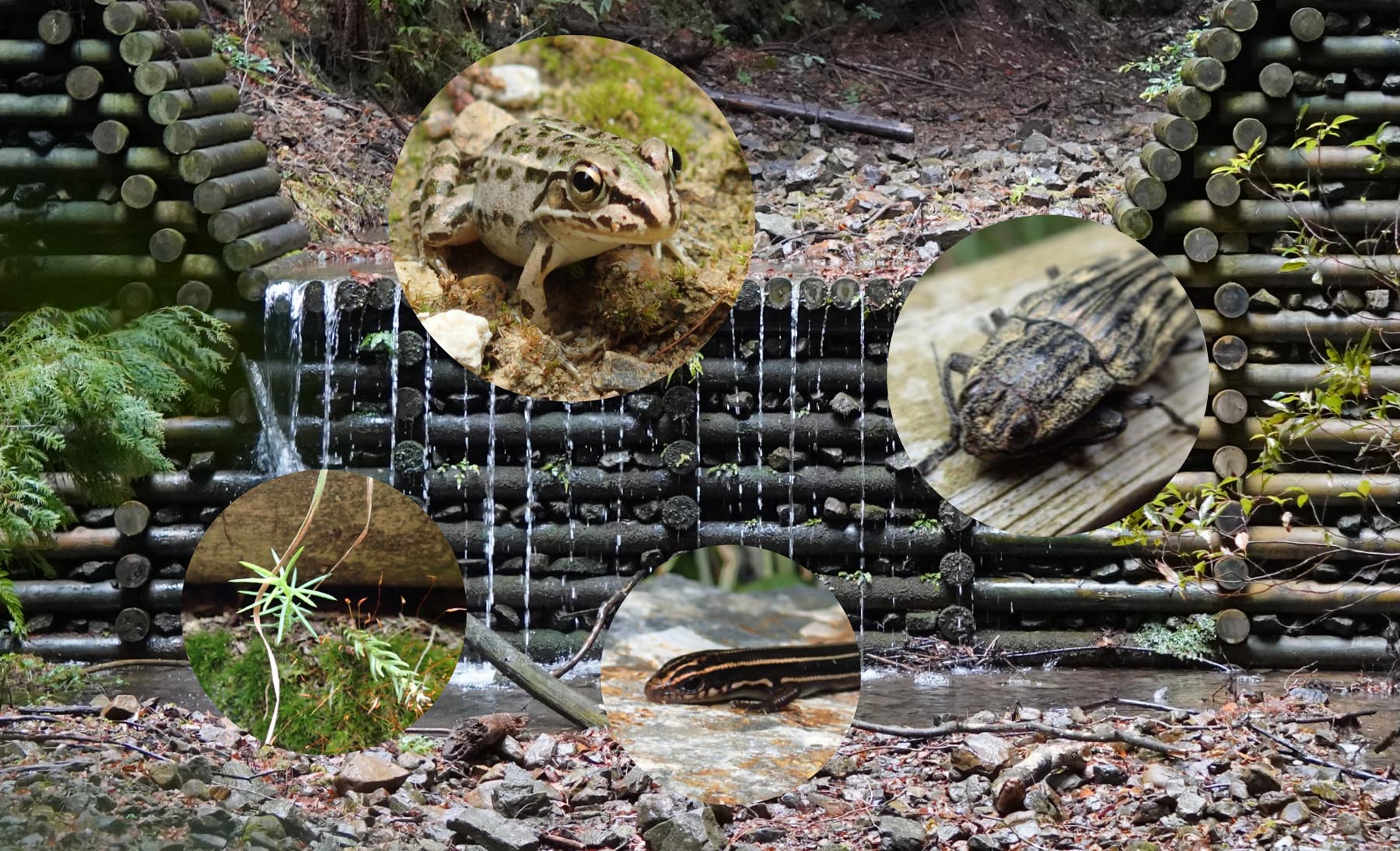 生き物調査　生態系