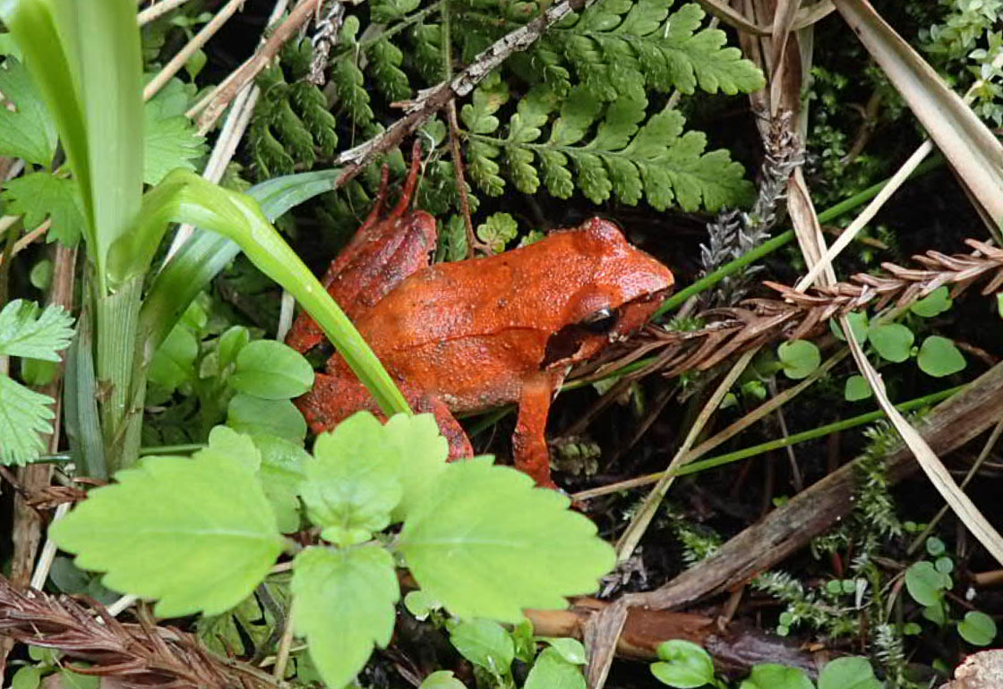 木製構造物の隙間で
求愛行動をとっていたタゴガエル