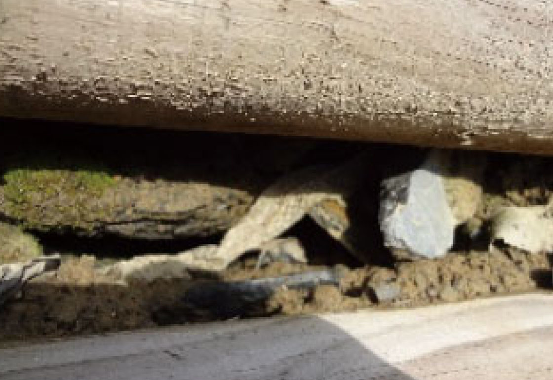 木製構造物の隙間に残っていた
シマヘビの抜け殻