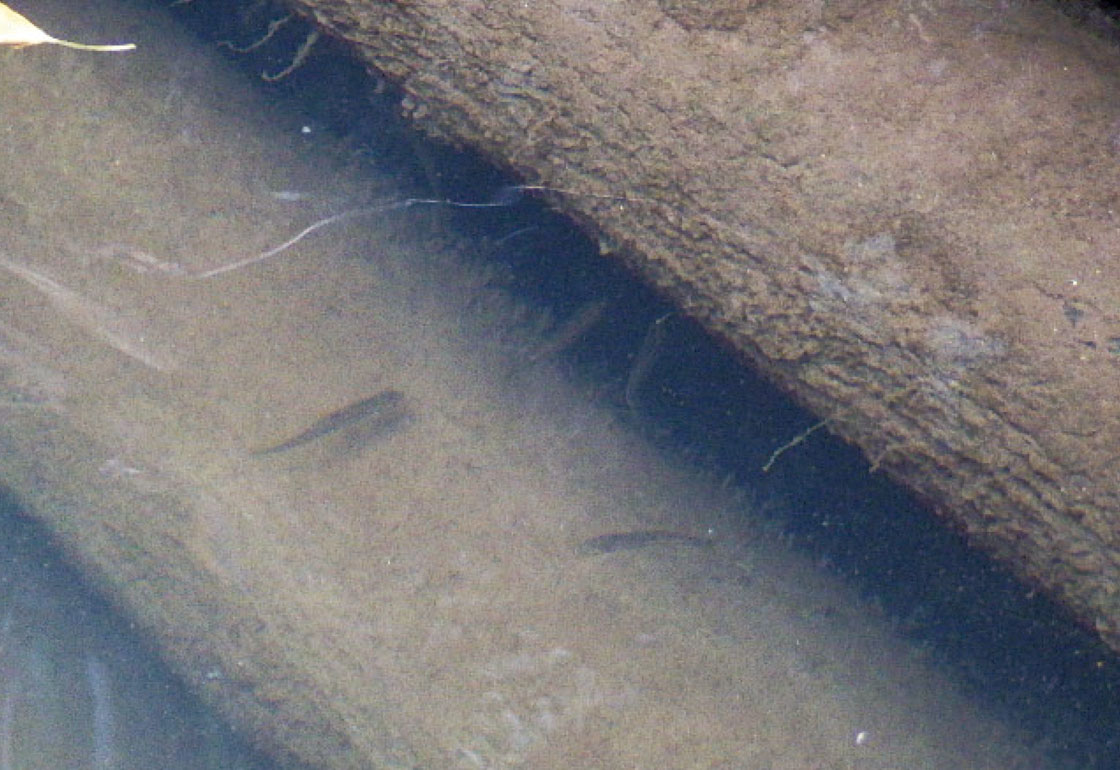 木製護岸工の隙間を出入りするカワムツ (交野市）