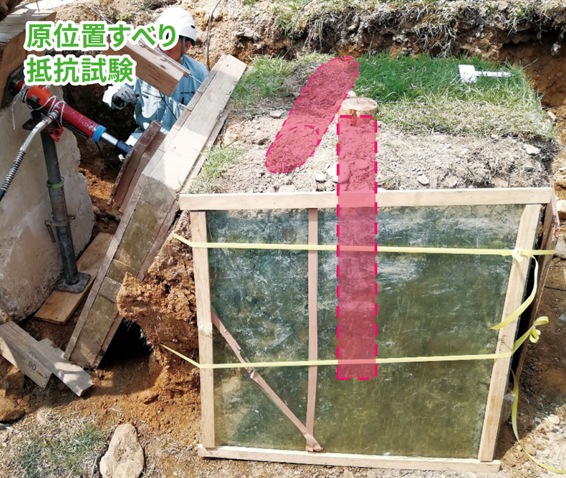 木杭根系工法の試験の様子
