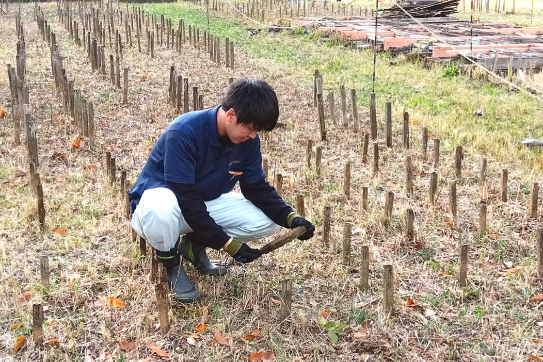 木材の高耐久性