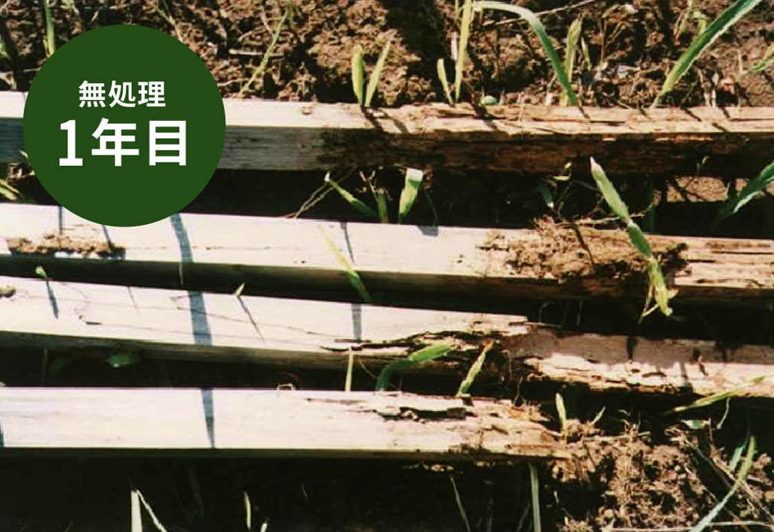 試験比較写真・無処理木材